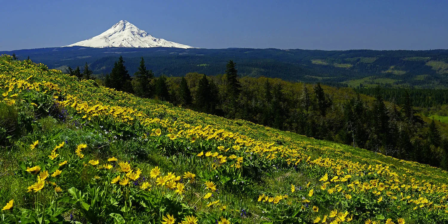 Springtime view of balsamroot and Mt. Hood from the McCall trail. Photo by Ann Hubard.