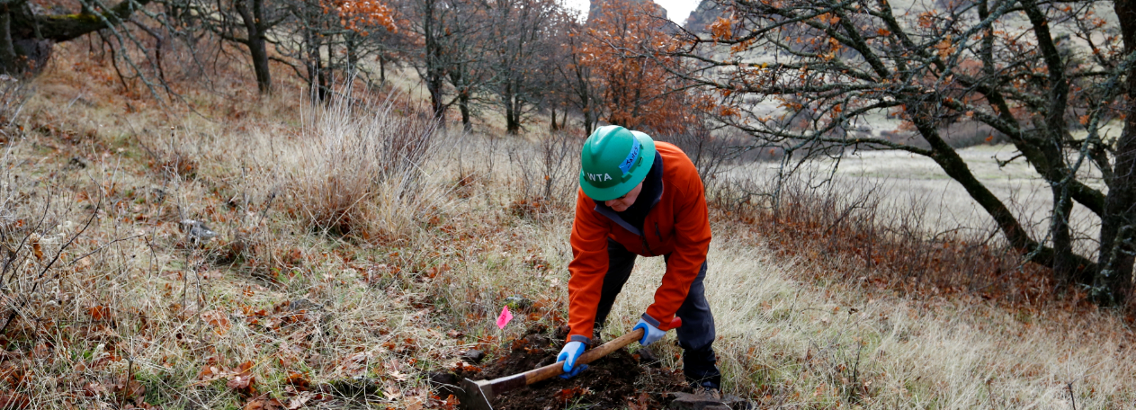 Volunteers on a Washington Trails Association work party helped create the first 700 feet of new trail to re-route a steep section of the Lyle Cherry Orchard trail. (photographer: Micheal Drewry)