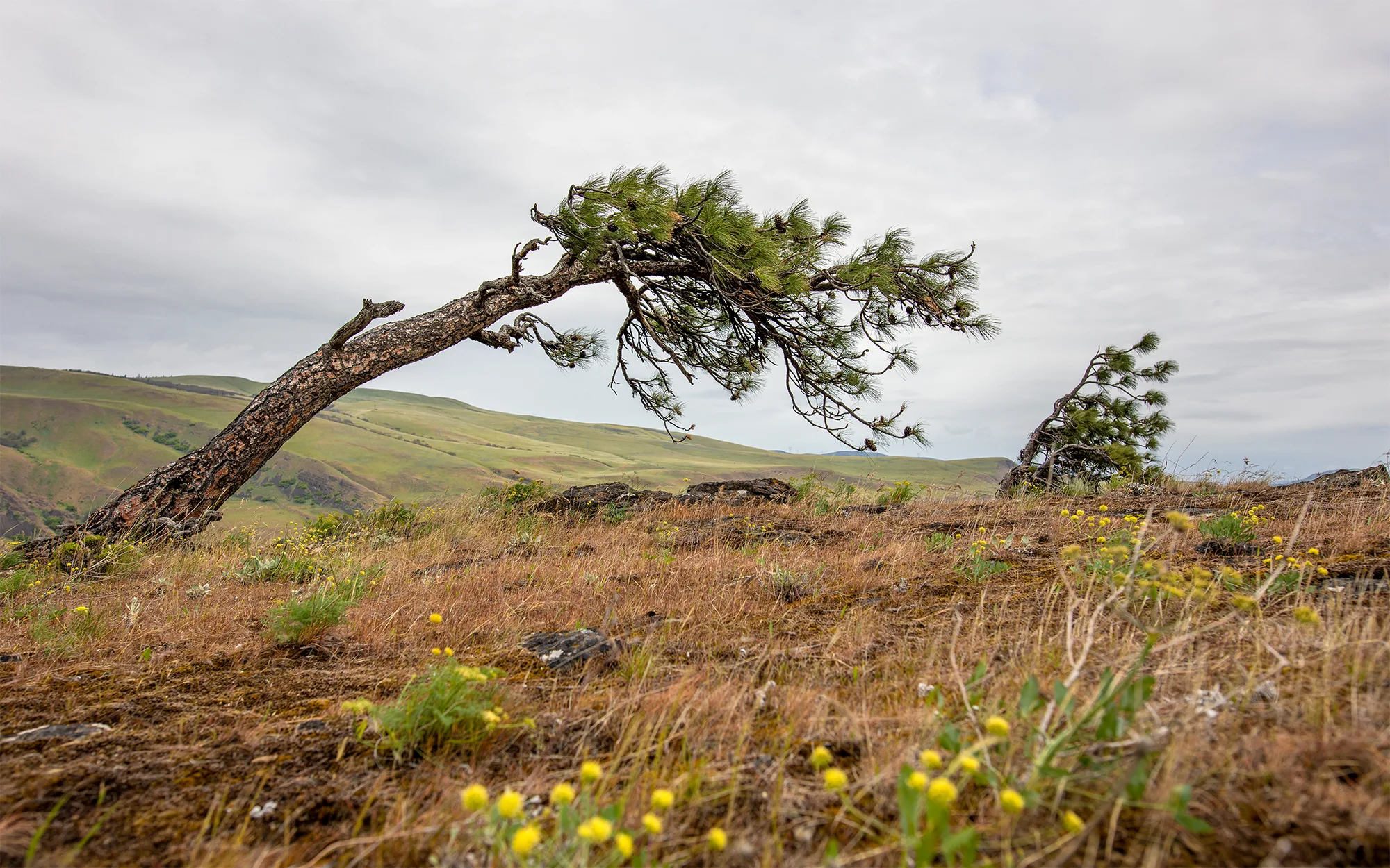 Árboles arrastrados por el viento en el Mt. Ulka. Foto de Cate Hotchkiss.