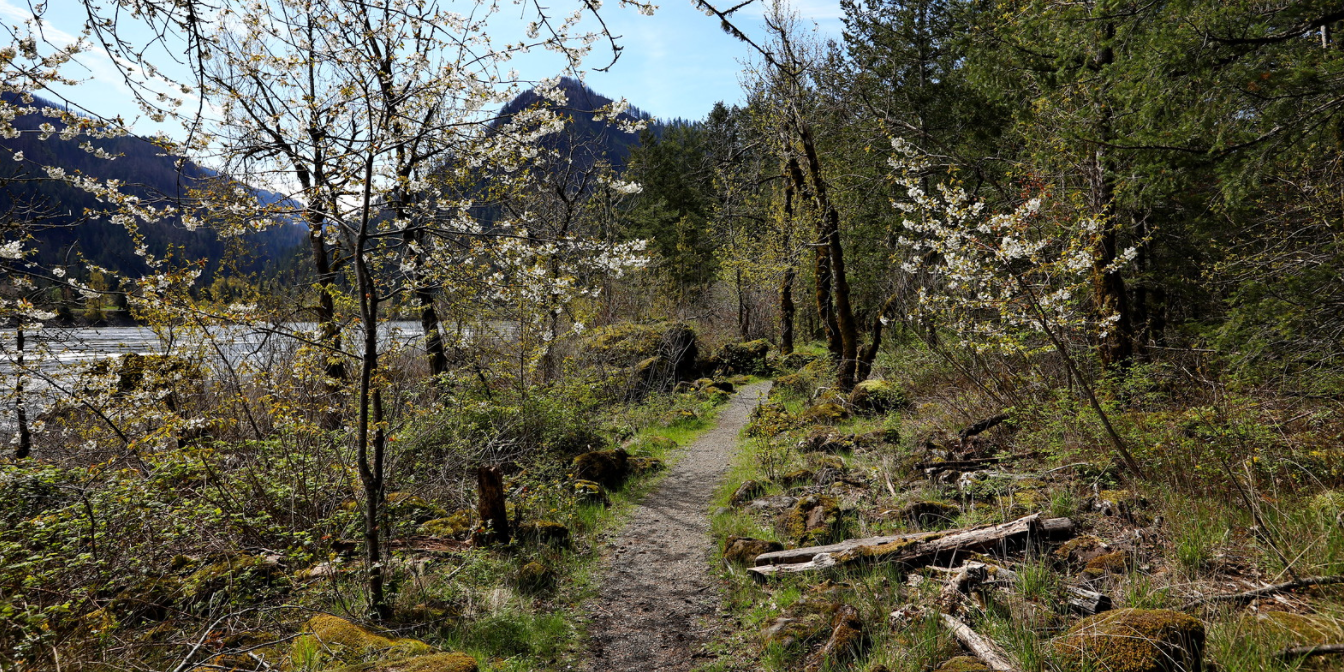 Springtime view along the Fort Cascades loop trail. Photo by Micheal Drewry.
