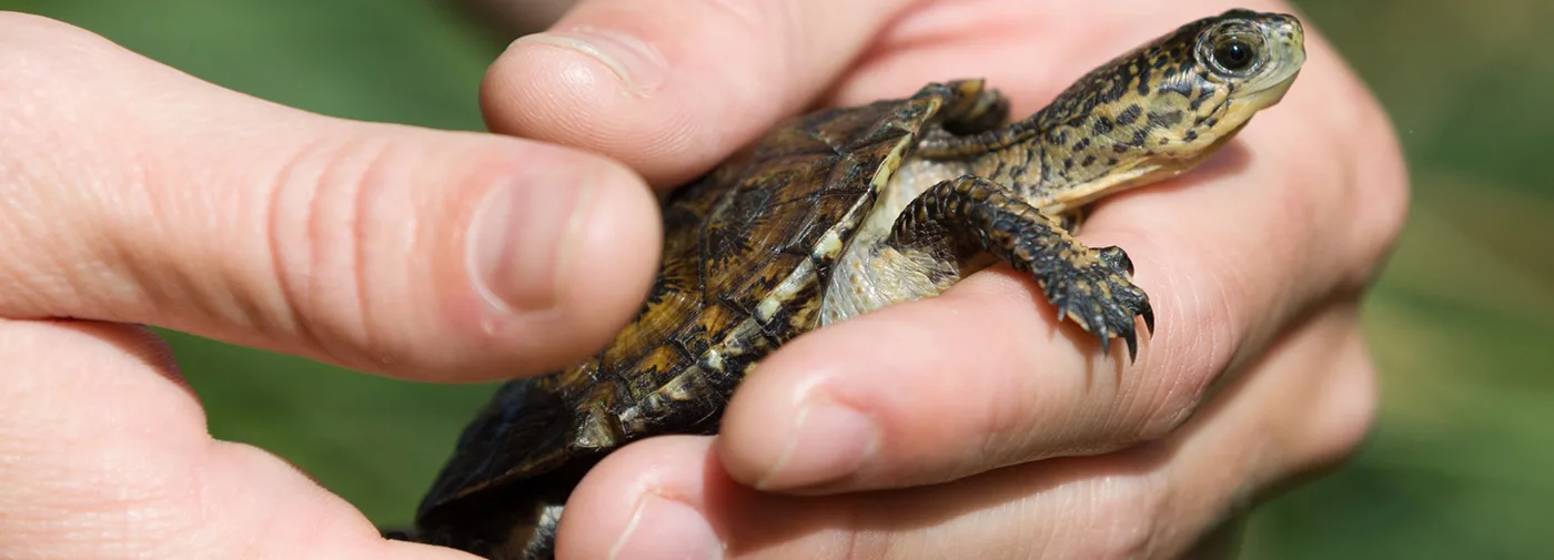 A young western pond turtle, ready to be released into a pond at Friends' Turtle Haven land trust preserve. (photographer: Vince Ready, Lasting Light Photography)