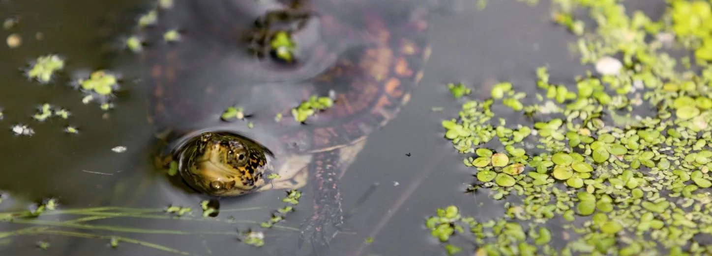 A young western pond turtle swims just after being released into a pond at Friends of the Columbia Gorge Land Trust Turtle Haven preserve. (photographer: Vince Ready, Lasting Light Photography)
