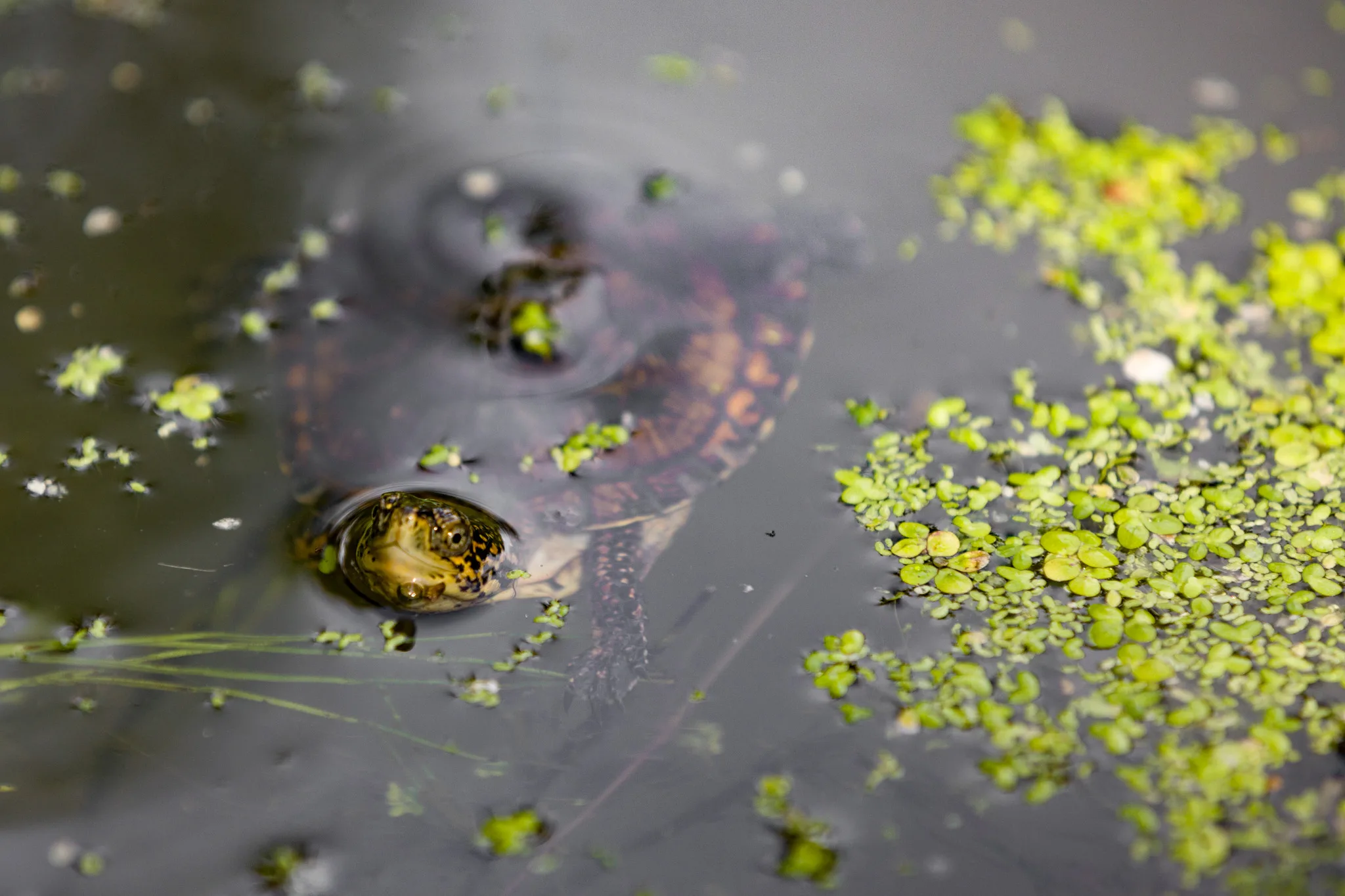 Northwestern Pond Turtle. Photo by Vince Ready.