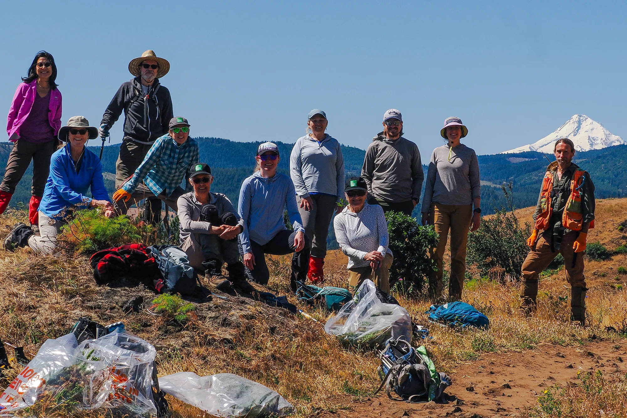 Yellow star thistle removal work party. Photo by Monique Trevett.