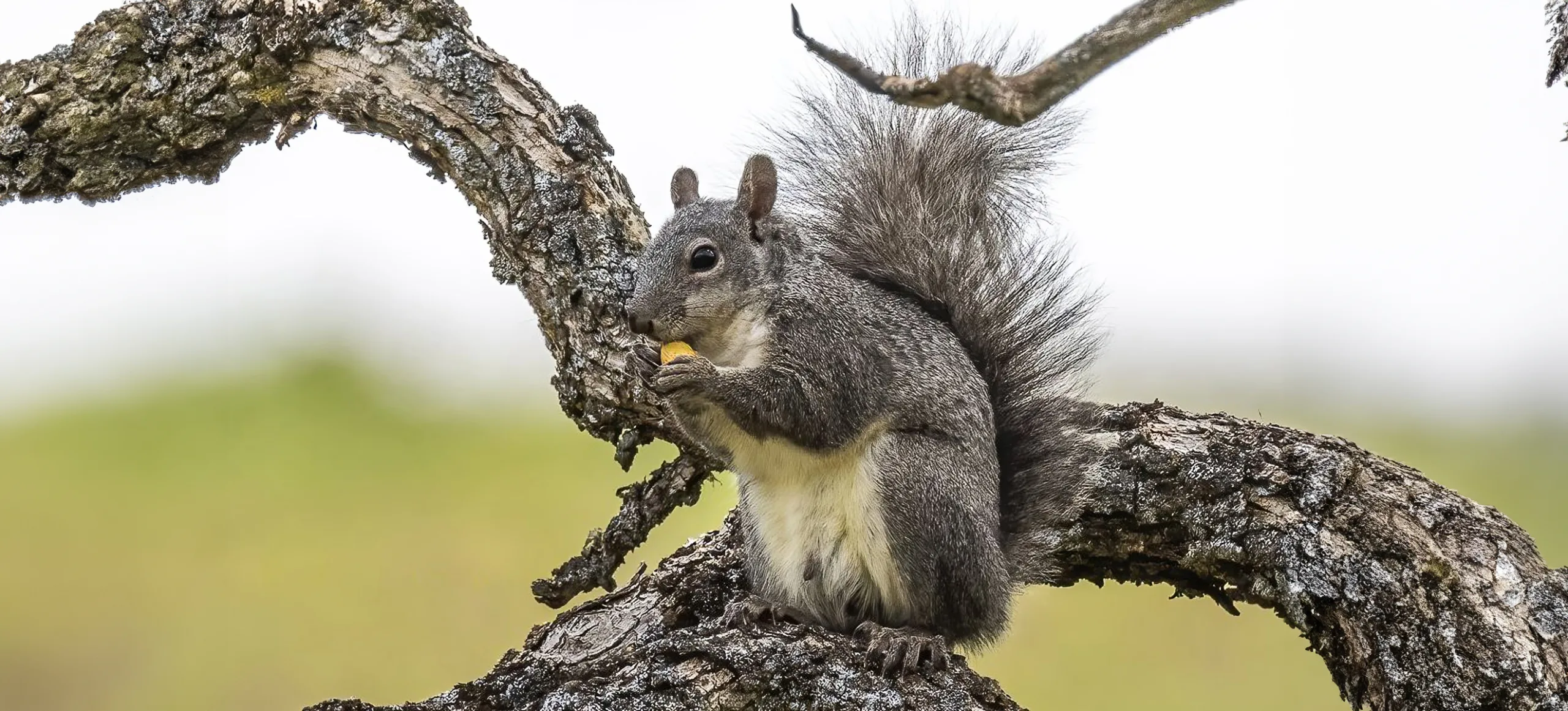 Western gray squirrel. Photo by Linda Steider.
