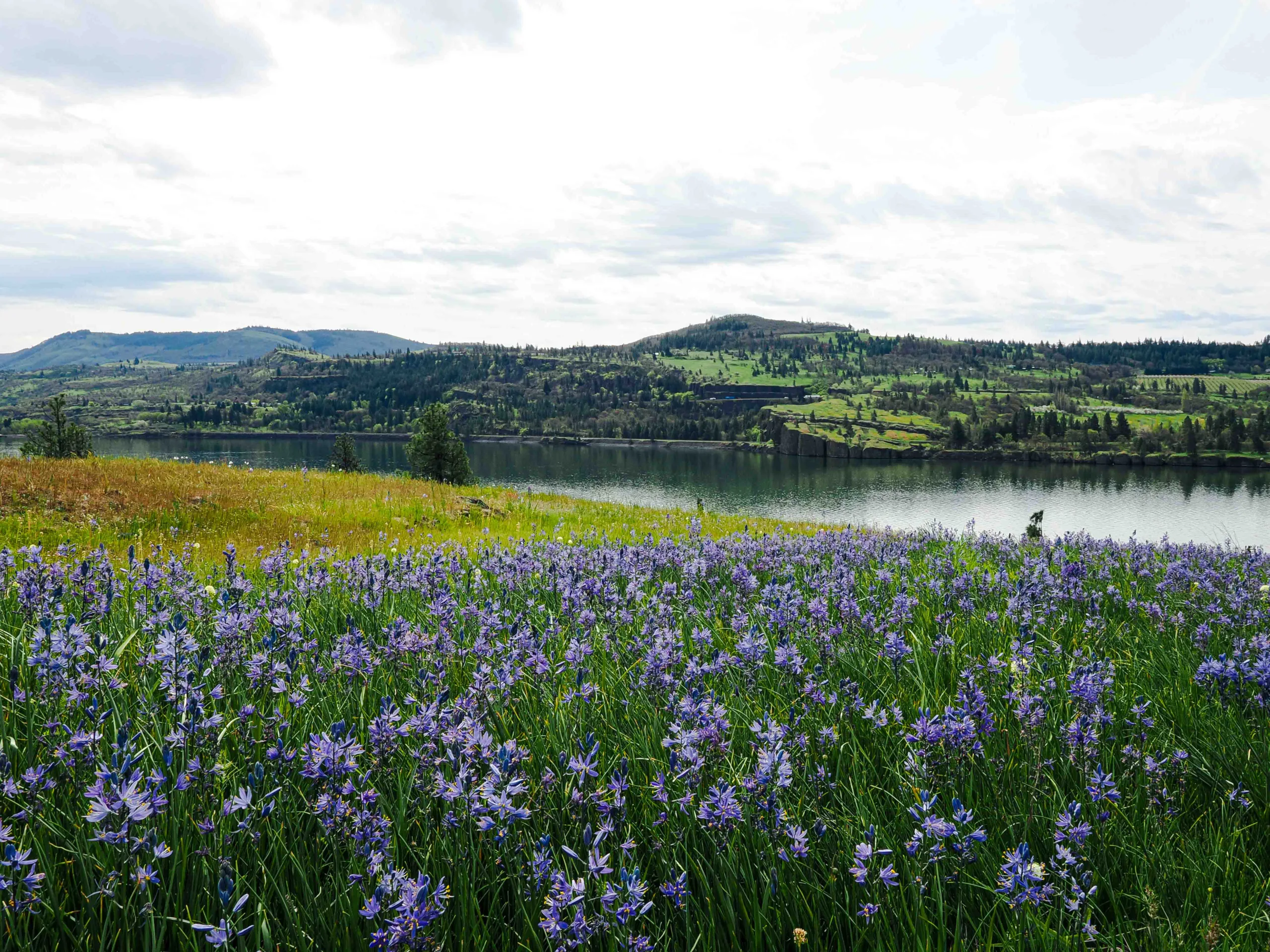 The foreground is a grassy green meadow with light purple common camas wildflowers. The Columbia River is in the background and green mountains in the background.