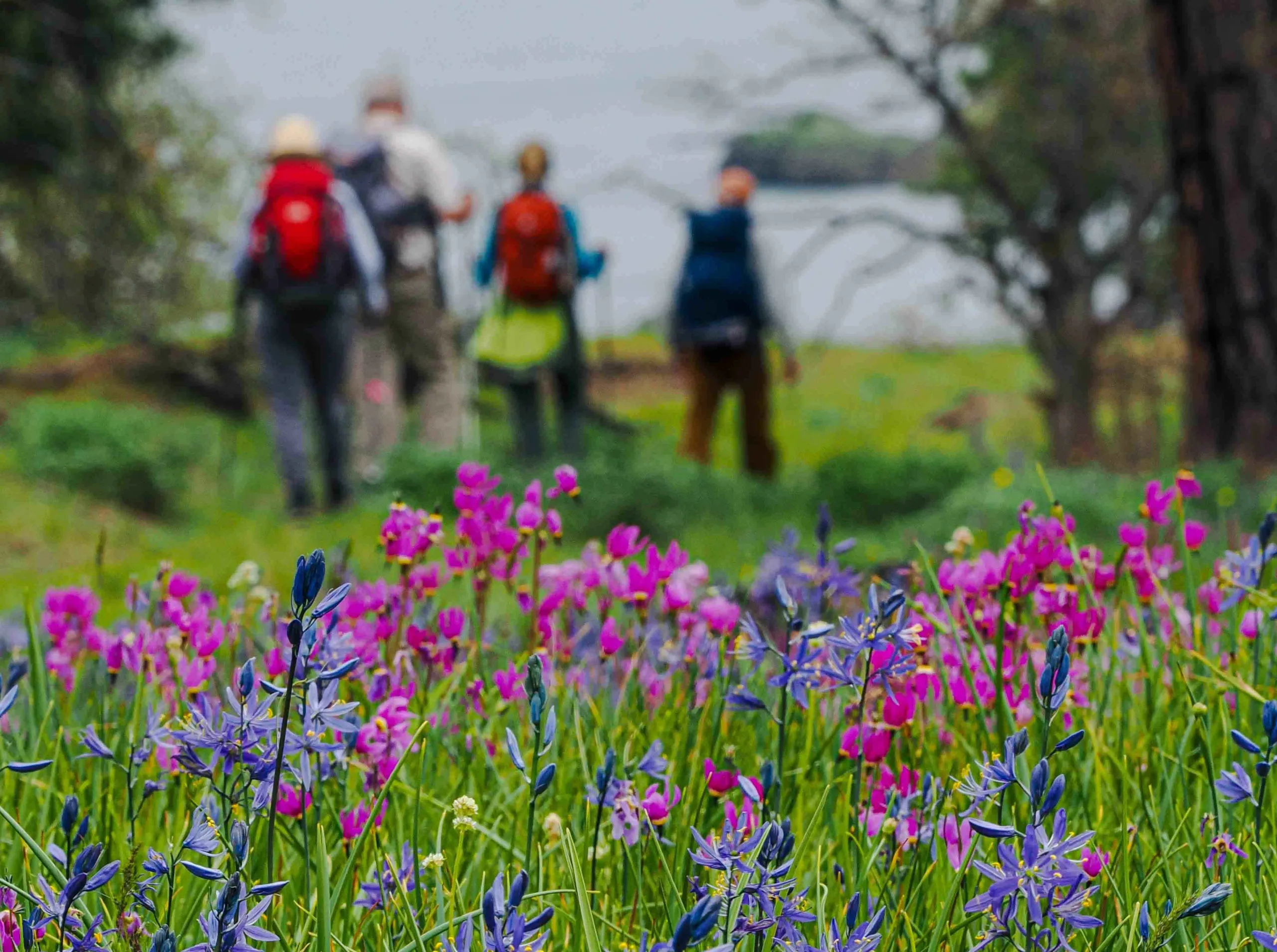 Wildflower meadow with pink and purple flowers with hikers walking in the background.