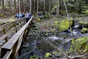 Hikers crossing a creek crossing on a wooden bridge at the edge of a forest.
