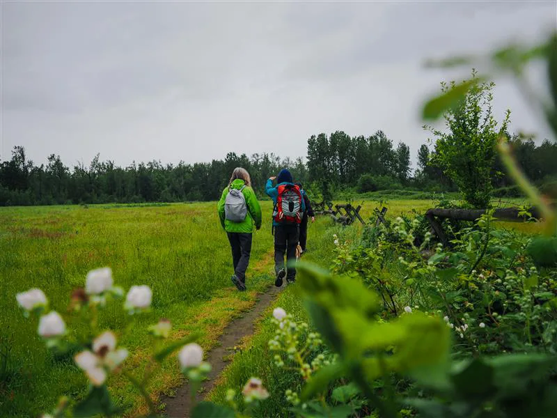 People walking on a grassy trail at Sandy River Delta with some white flowers on the foreground