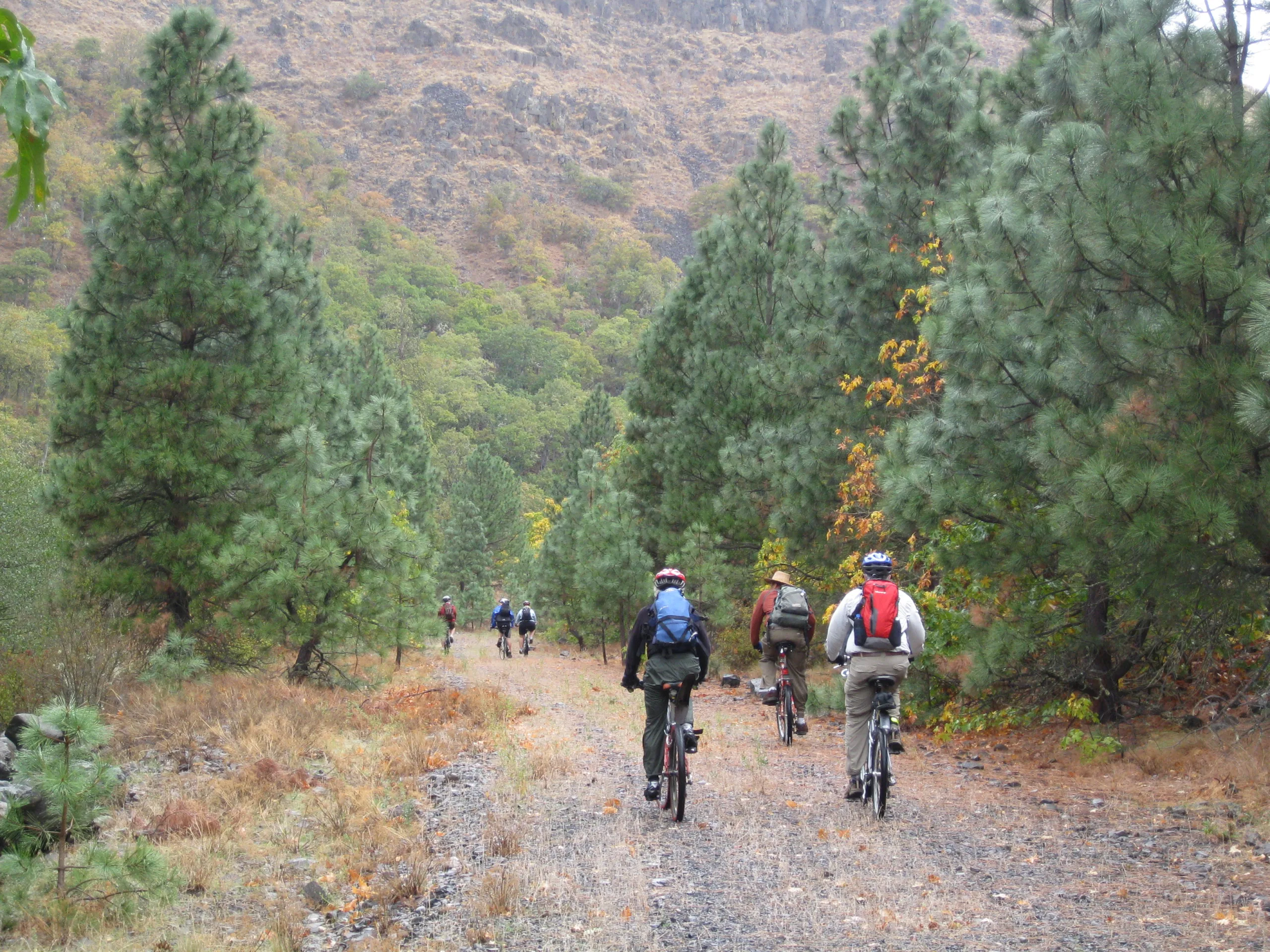 Bikers riding on a packed gravel road with tall evergreen trees on either side of the trail