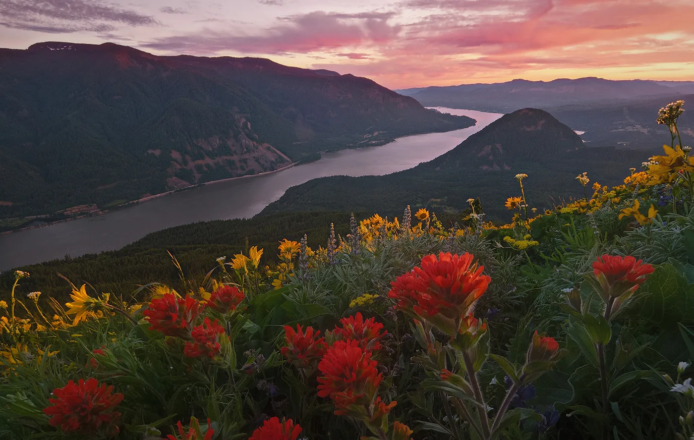 Dog Mountain Wildflowers, by John Williams