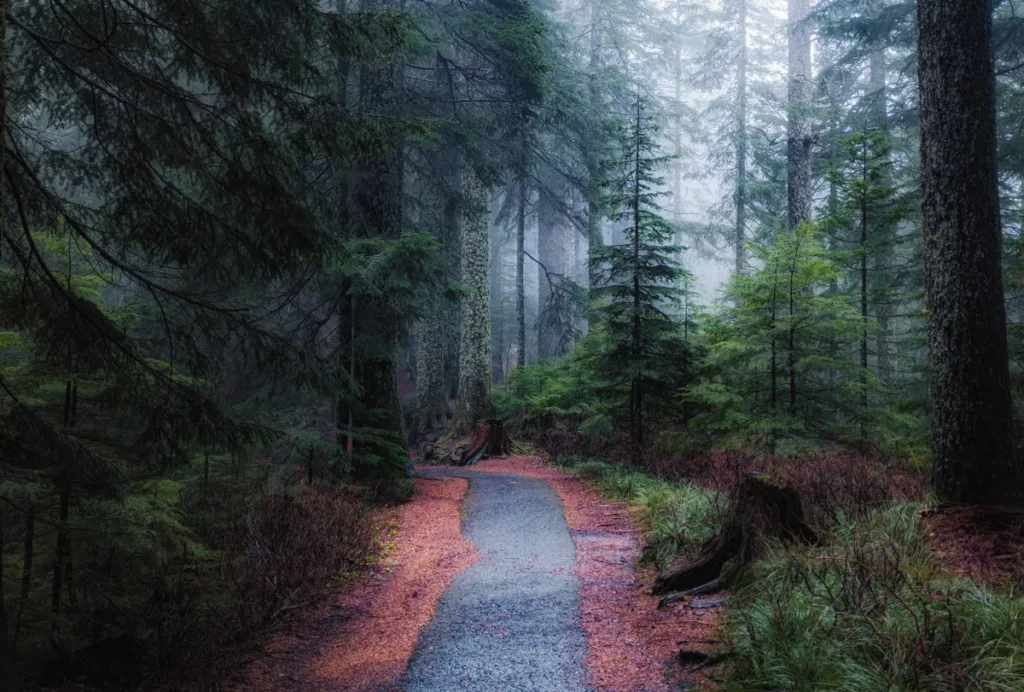 Foggy dark evergreen forest with a paved trail in the middle and brown pine needles on either side of the trail