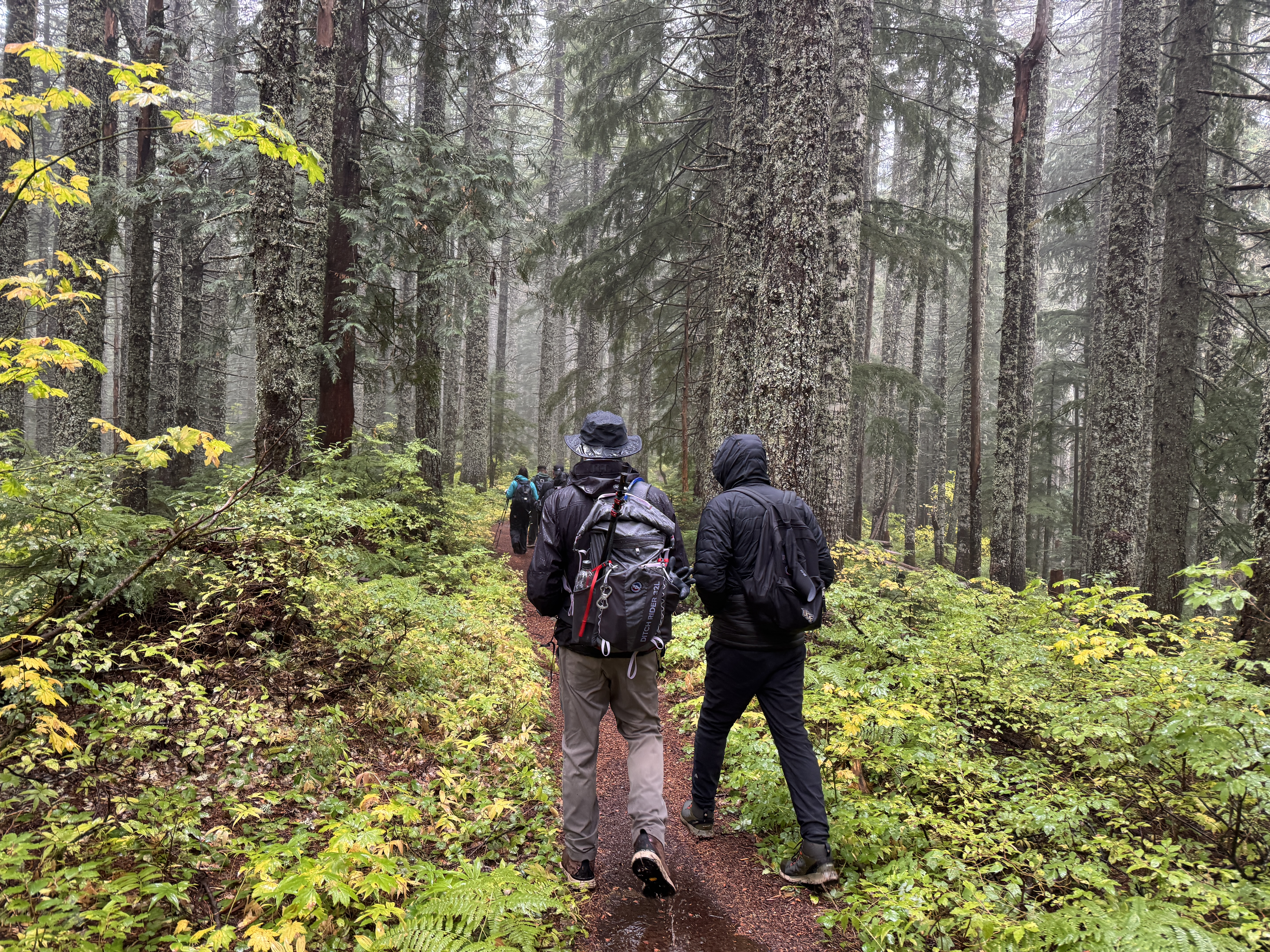 Two people hiking through a foggy forest with green plants and ferns on either side of this narrow brown trail